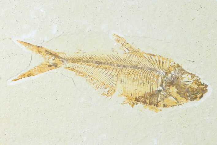 Fossil Fish (Diplomystus) - Green River Formation #150342